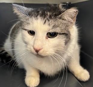 Pandora - sweet gentle girl!, an adoptable Domestic Short Hair in Mississauga, ON image 4/4