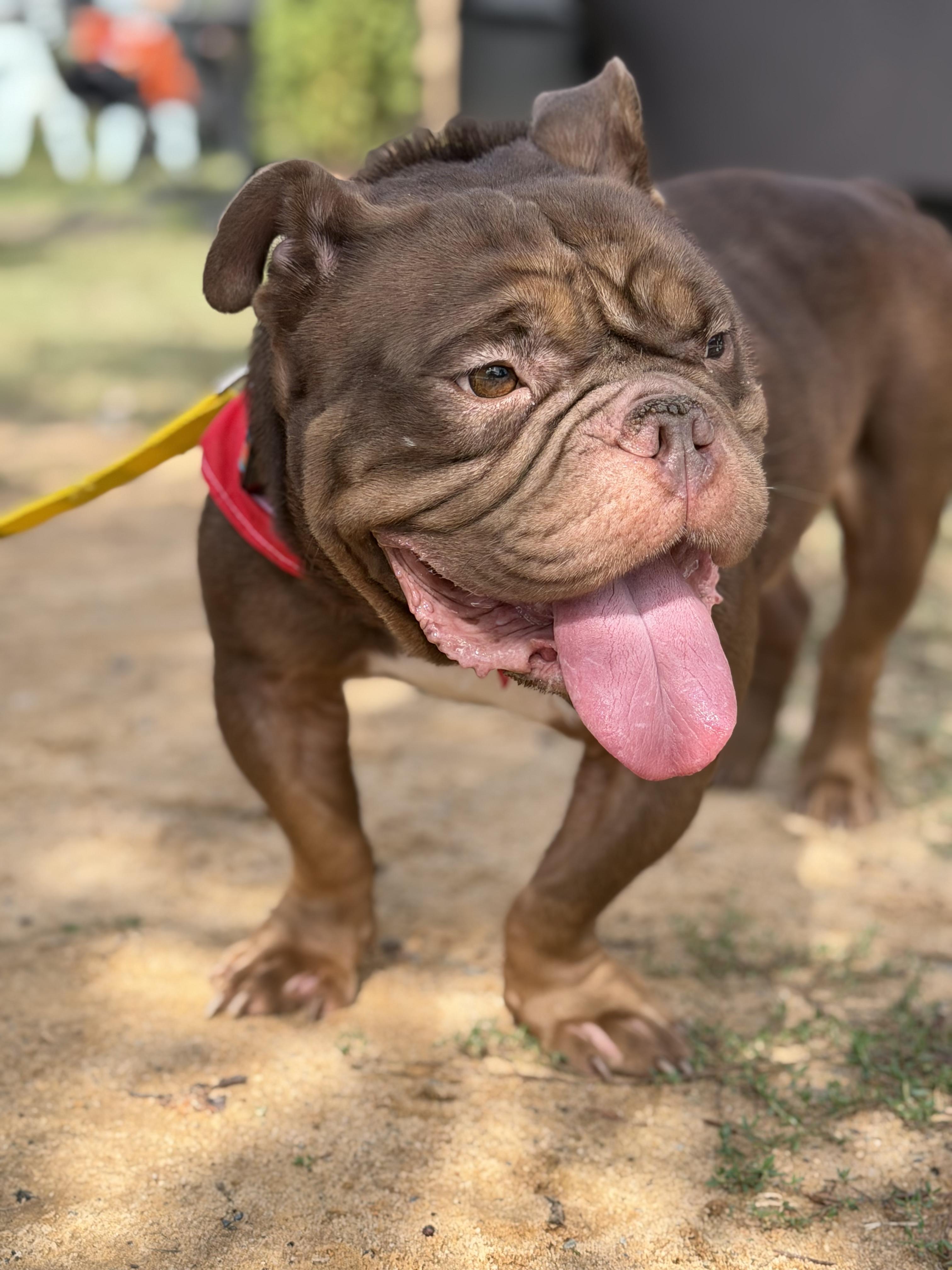 Enlarge Choco Mousse, a Adoptable mixed breed in Southern Pines, NC image 1/3