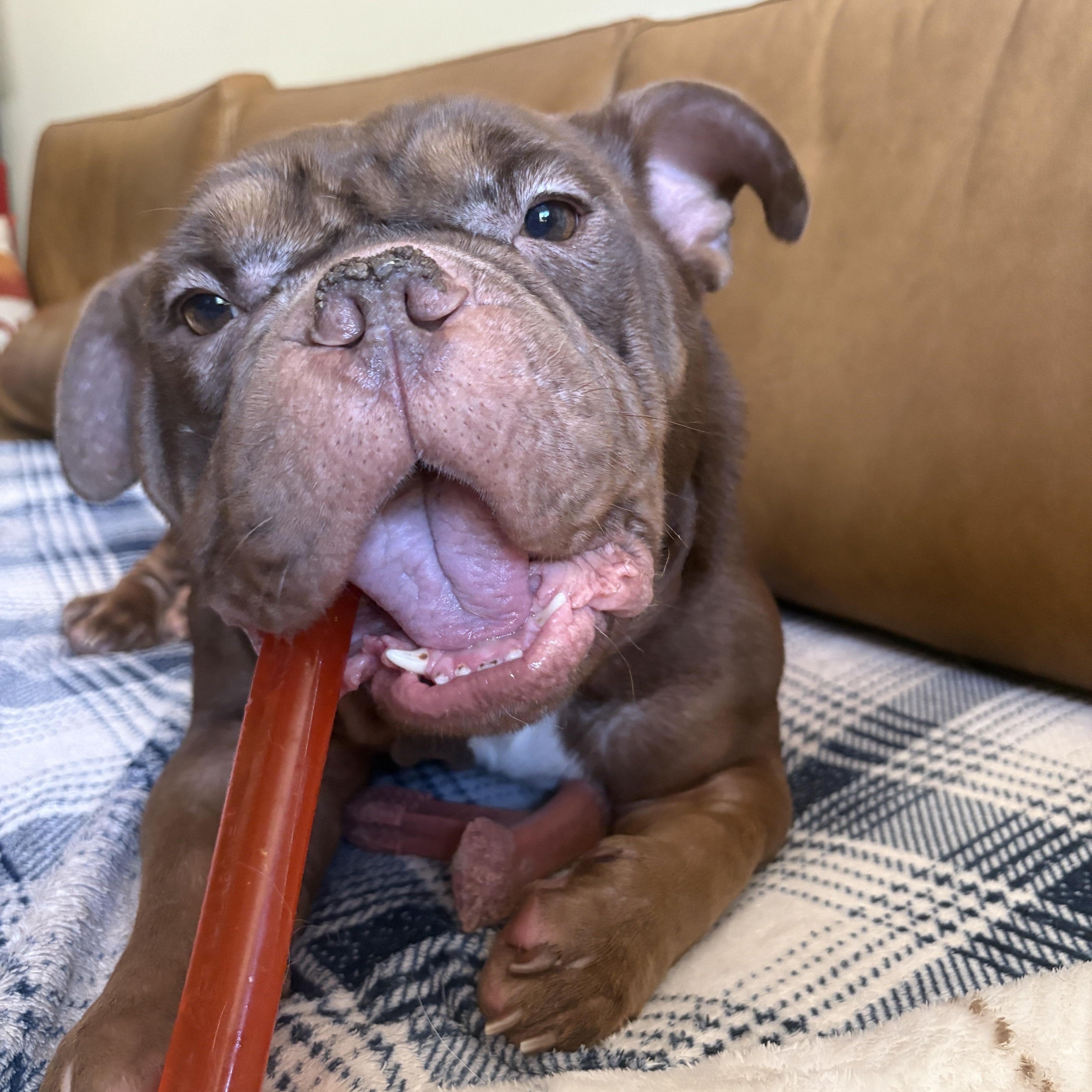 Enlarge Choco Mousse, a Adoptable mixed breed in Southern Pines, NC image 2/3