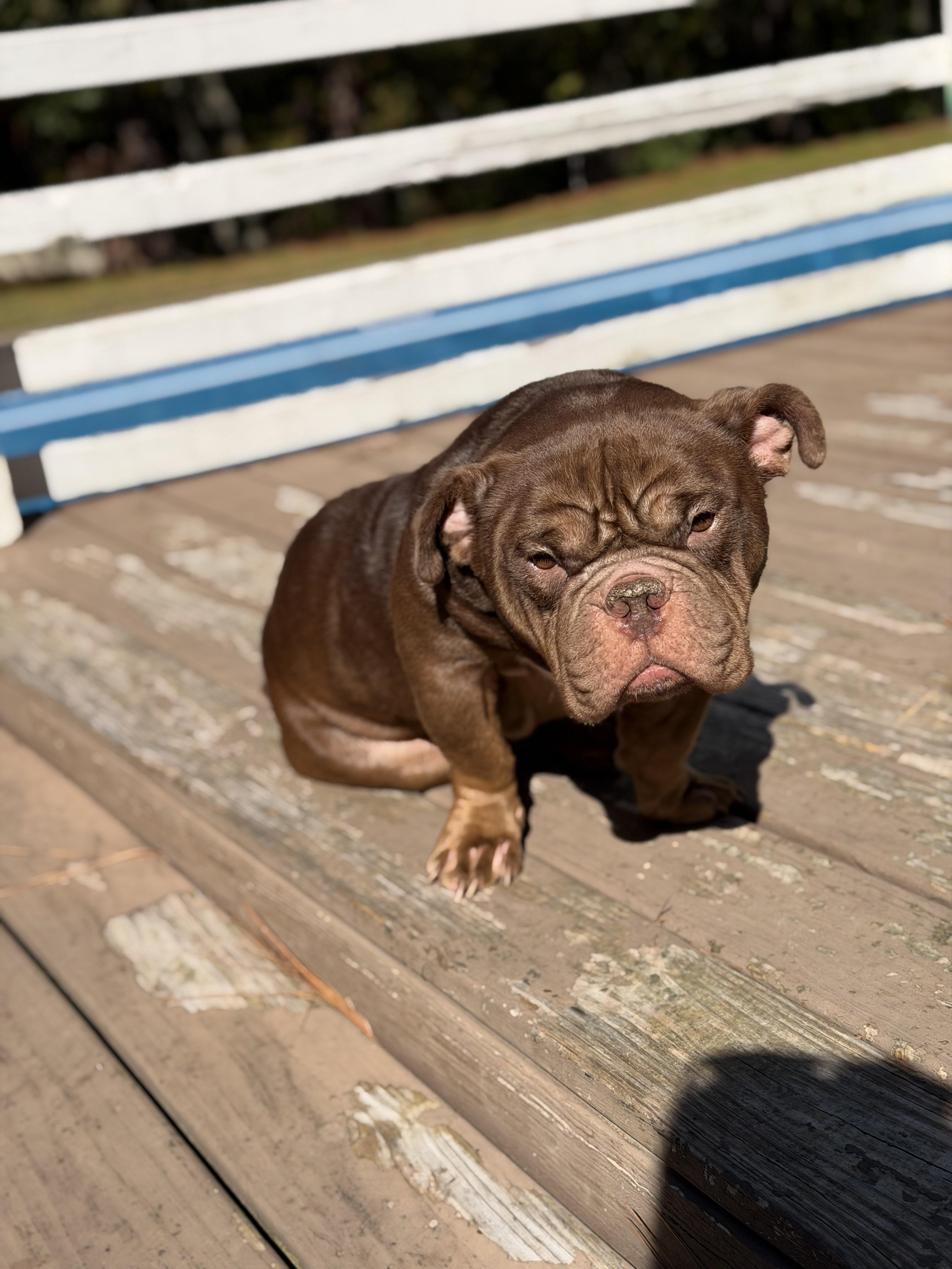 Enlarge Choco Mousse, a Adoptable mixed breed in Southern Pines, NC image 3/3