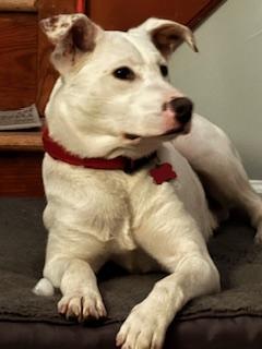 Enlarge Taffy, a ADOPTABLE mixed breed in Manhasset, NY image 5/5