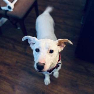 Enlarge Taffy, a ADOPTABLE mixed breed in Manhasset, NY image 4/5
