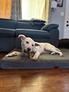Enlarge Taffy, a ADOPTABLE mixed breed in Manhasset, NY image 2/5