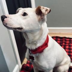 Taffy, ADOPTABLE, Young Female Terrier.