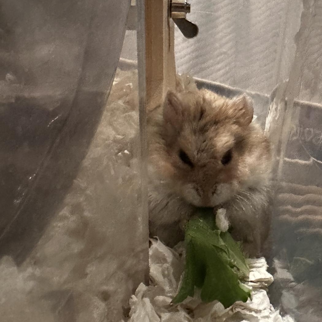 Enlarge Rhino, a ADOPTABLE Dwarf Hamster in Minneapolis, MN image 1/3