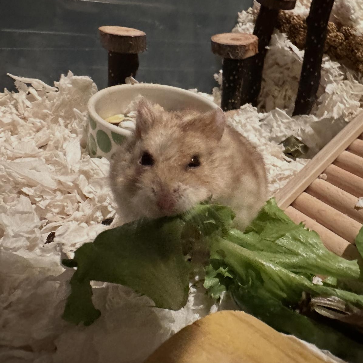 Enlarge Rhino, a ADOPTABLE Dwarf Hamster in Minneapolis, MN image 2/3