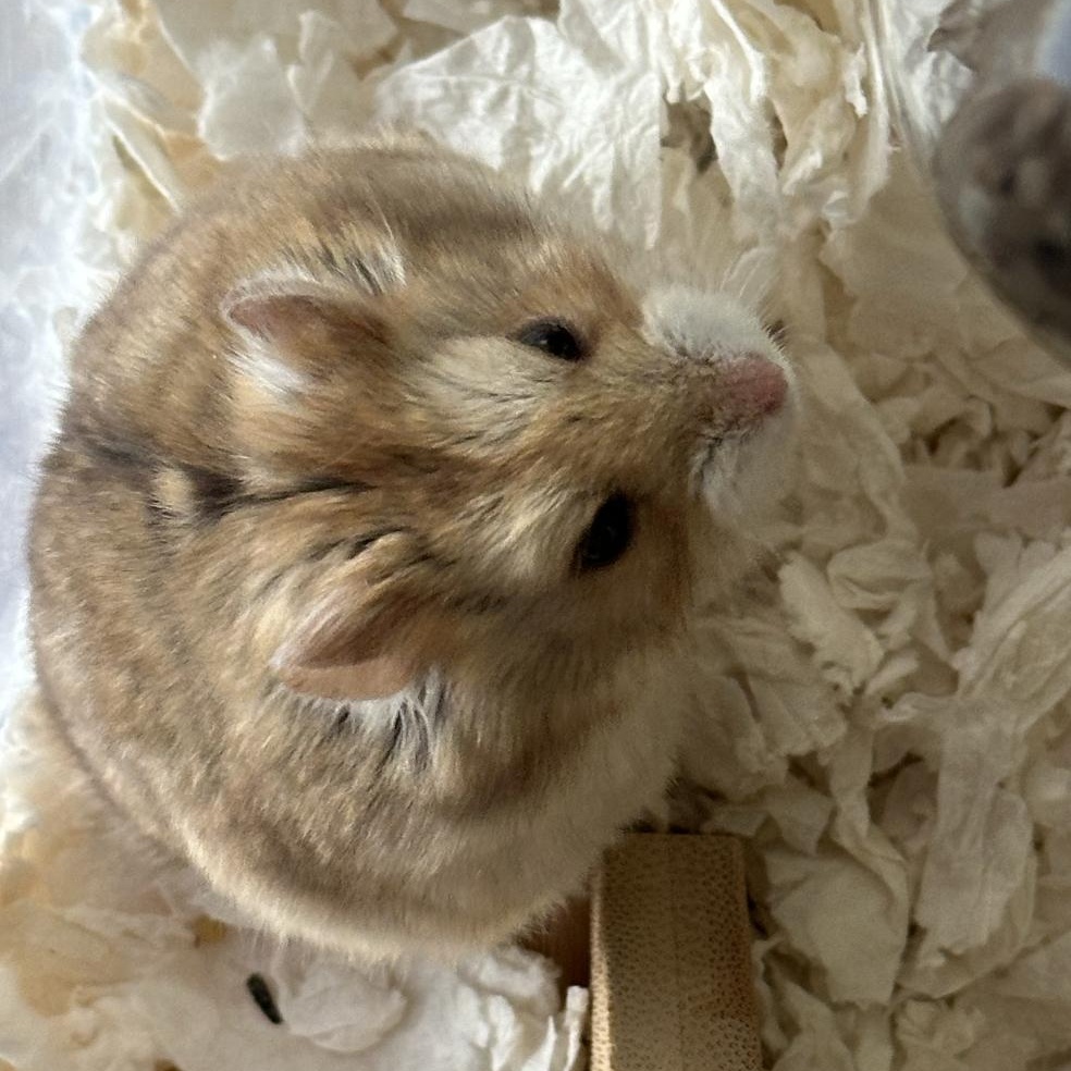 Enlarge Rhino, a ADOPTABLE Dwarf Hamster in Minneapolis, MN image 3/3