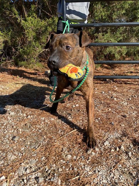 GENERAL, Adoptable, Adult Male Boxer & American Staffordshire Terrier.