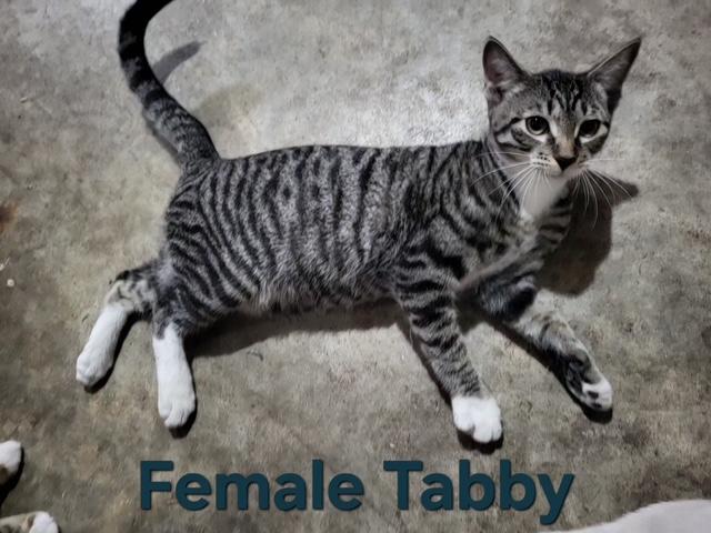 Shyla, Adoptable, Young Female Tabby.