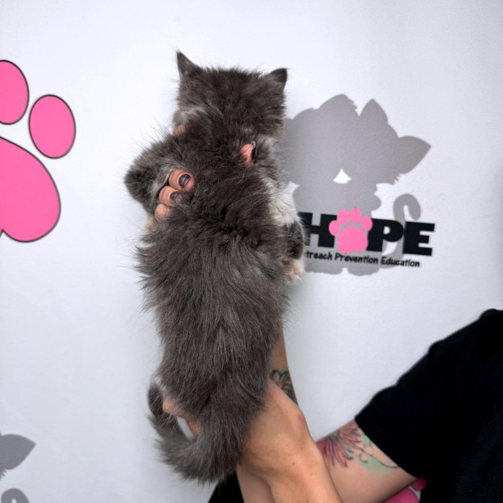 Rain Check, Adoptable, Kitten Female Domestic Medium Hair & Domestic Short Hair.