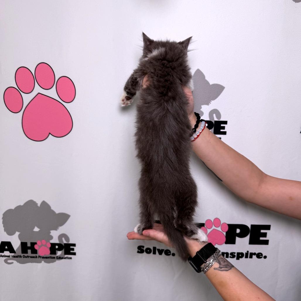Rain Check, a Adoptable mixed breed in Milton, FL image 2/4