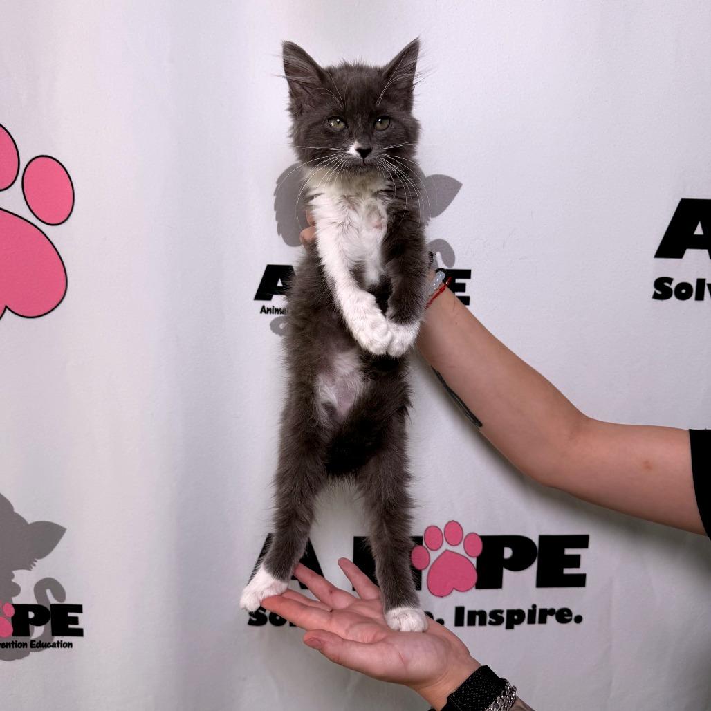Rain Check, a Adoptable mixed breed in Milton, FL image 3/4