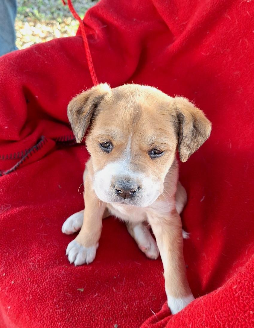 Lapeka WV14209-T LOCAL Adoption Event in Woodinville 2/22, an adopted mixed breed in Woodinville, WA image 1/4