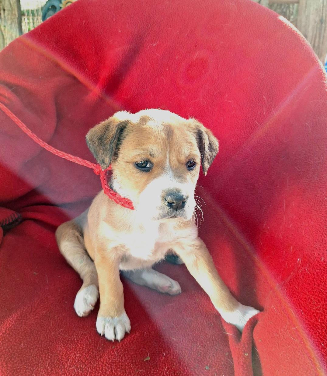 Lapeka WV14209-T LOCAL Adoption Event in Woodinville 2/22, an adopted mixed breed in Woodinville, WA image 2/4