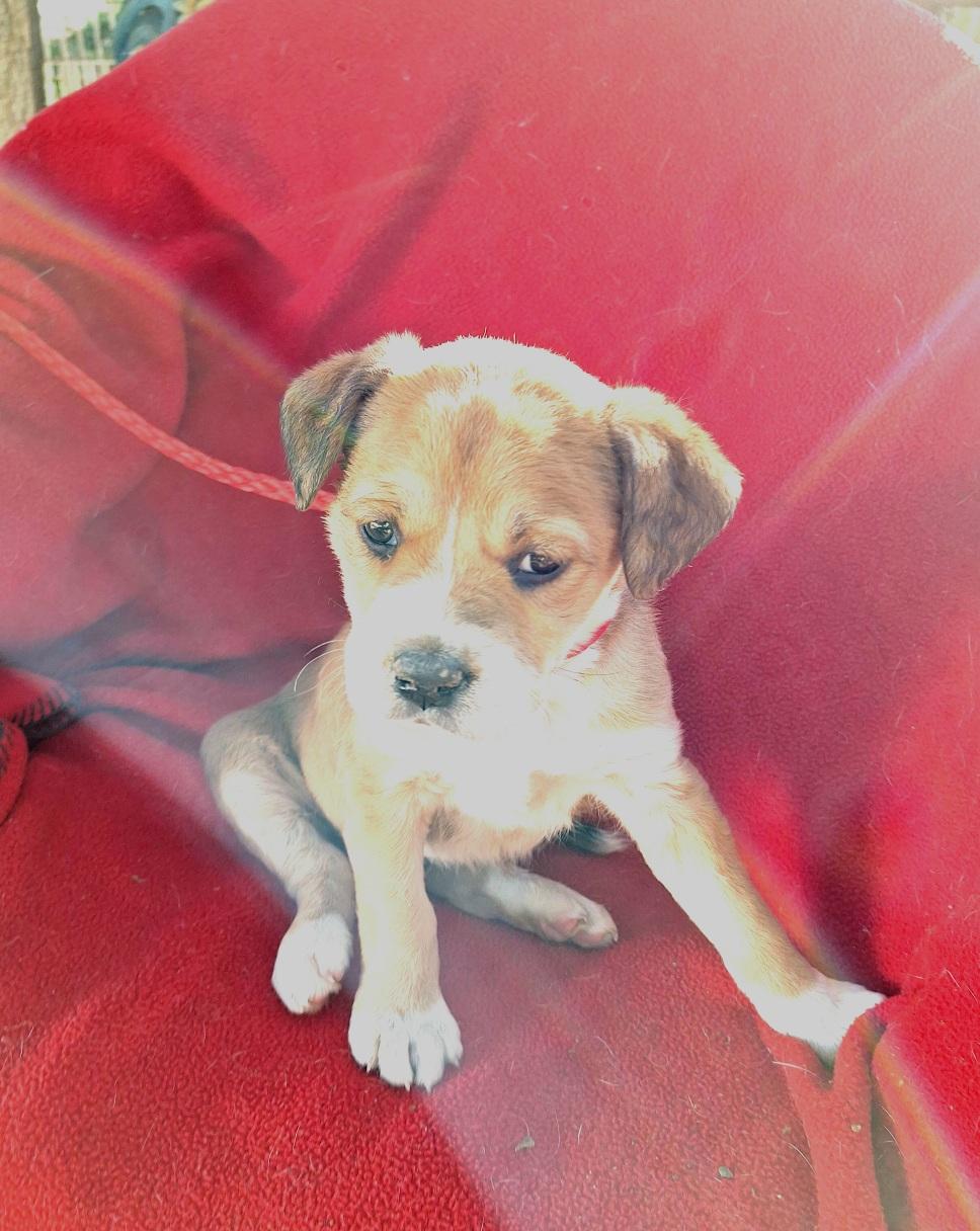 Lapeka WV14209-T LOCAL Adoption Event in Woodinville 2/22, an adopted mixed breed in Woodinville, WA image 3/4