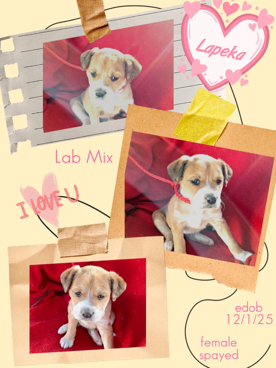 Lapeka WV14209-T LOCAL Adoption Event in Woodinville 2/22, an adopted mixed breed in Woodinville, WA image 4/4
