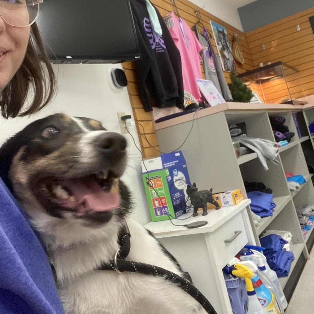 Larry, Adoptable, Adult Male Australian Cattle Dog / Blue Heeler & Australian Shepherd.