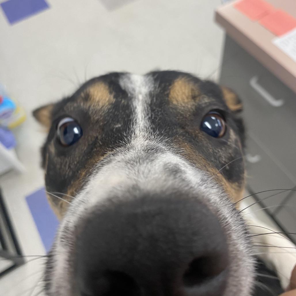 Enlarge Larry, a Adoptable mixed breed in Dixon, IL image 1/6