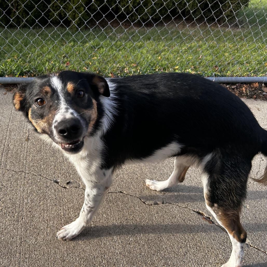 Enlarge Larry, a Adoptable mixed breed in Dixon, IL image 3/6