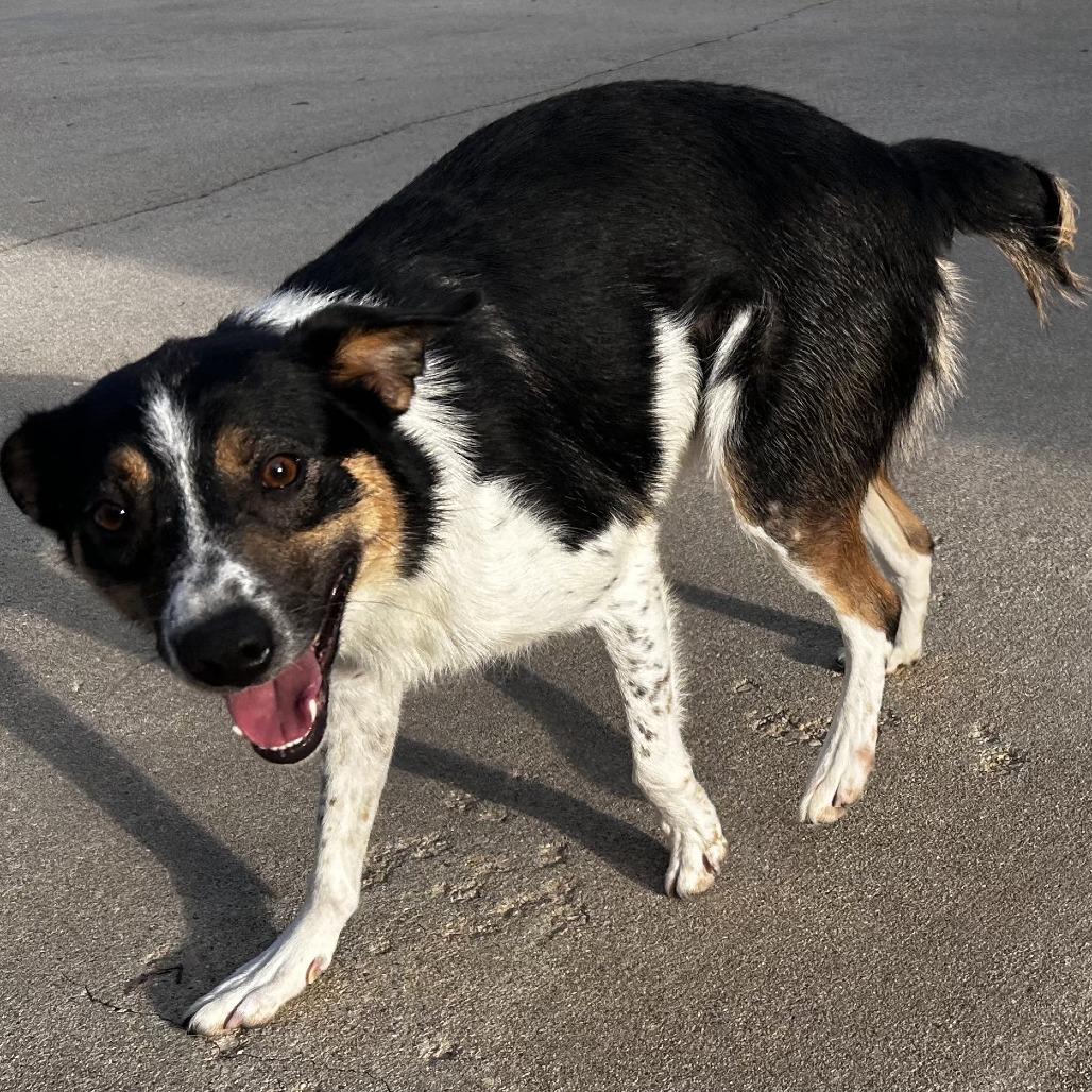 Enlarge Larry, a Adoptable mixed breed in Dixon, IL image 4/6