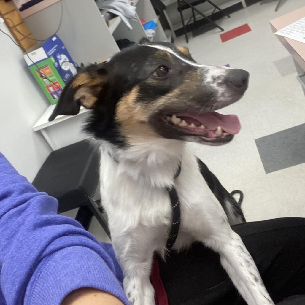 Enlarge Larry, a Adoptable mixed breed in Dixon, IL image 5/6