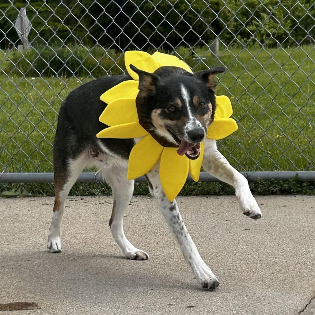 Enlarge Larry, a Adoptable mixed breed in Dixon, IL image 6/6