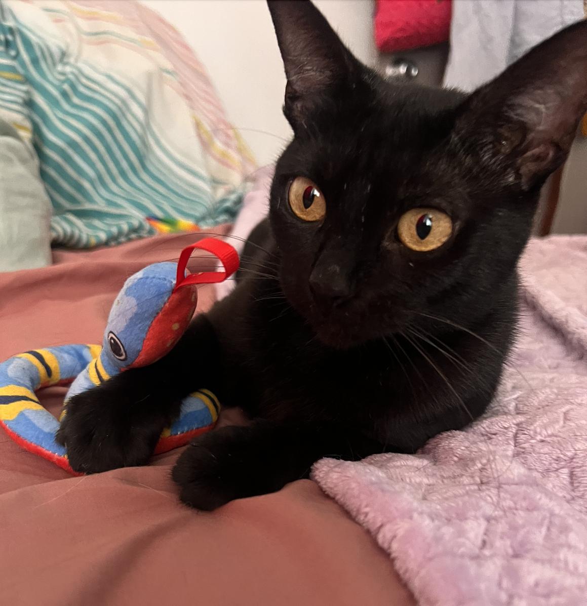 Enlarge Ashlyn, a Adoptable Domestic Short Hair in Pacific Palisades, CA image 6/6