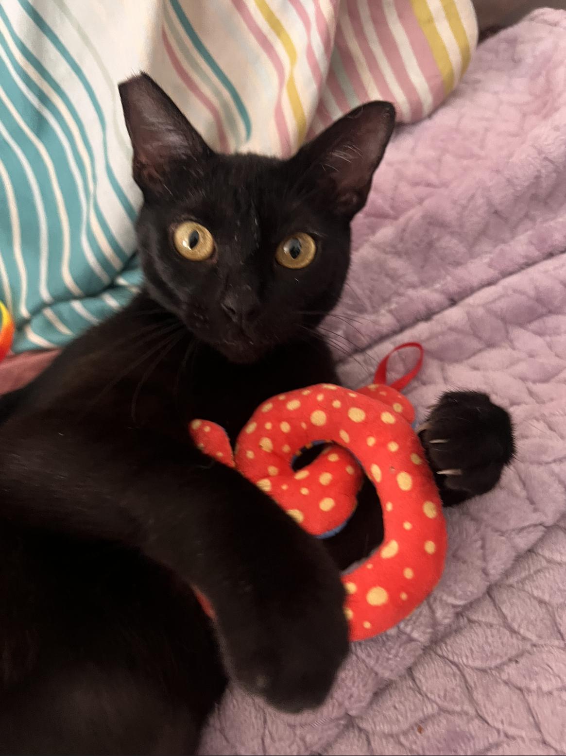 Ashlyn, Adoptable, Adult Female Domestic Short Hair.