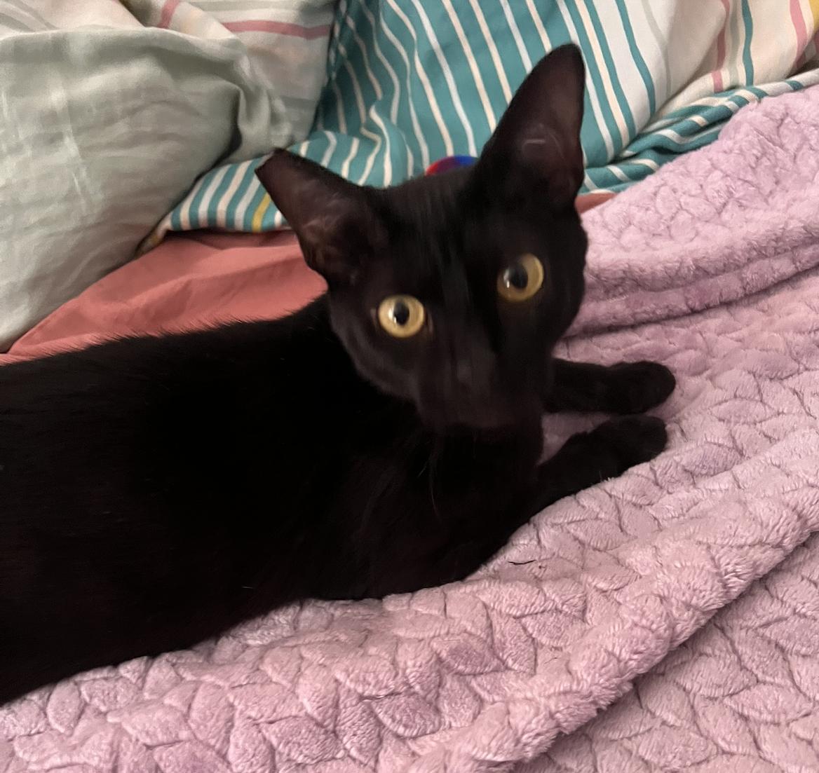 Enlarge Ashlyn, a Adoptable Domestic Short Hair in Pacific Palisades, CA image 5/6