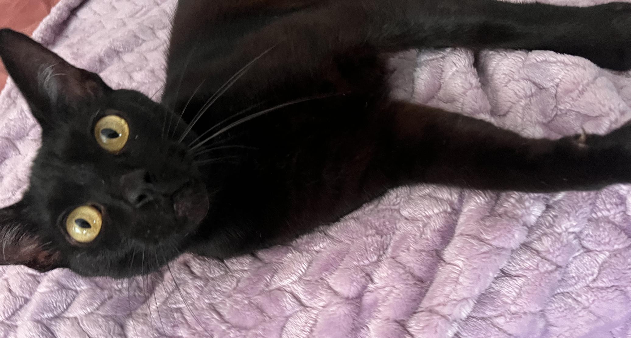 Enlarge Ashlyn, a Adoptable Domestic Short Hair in Pacific Palisades, CA image 2/6