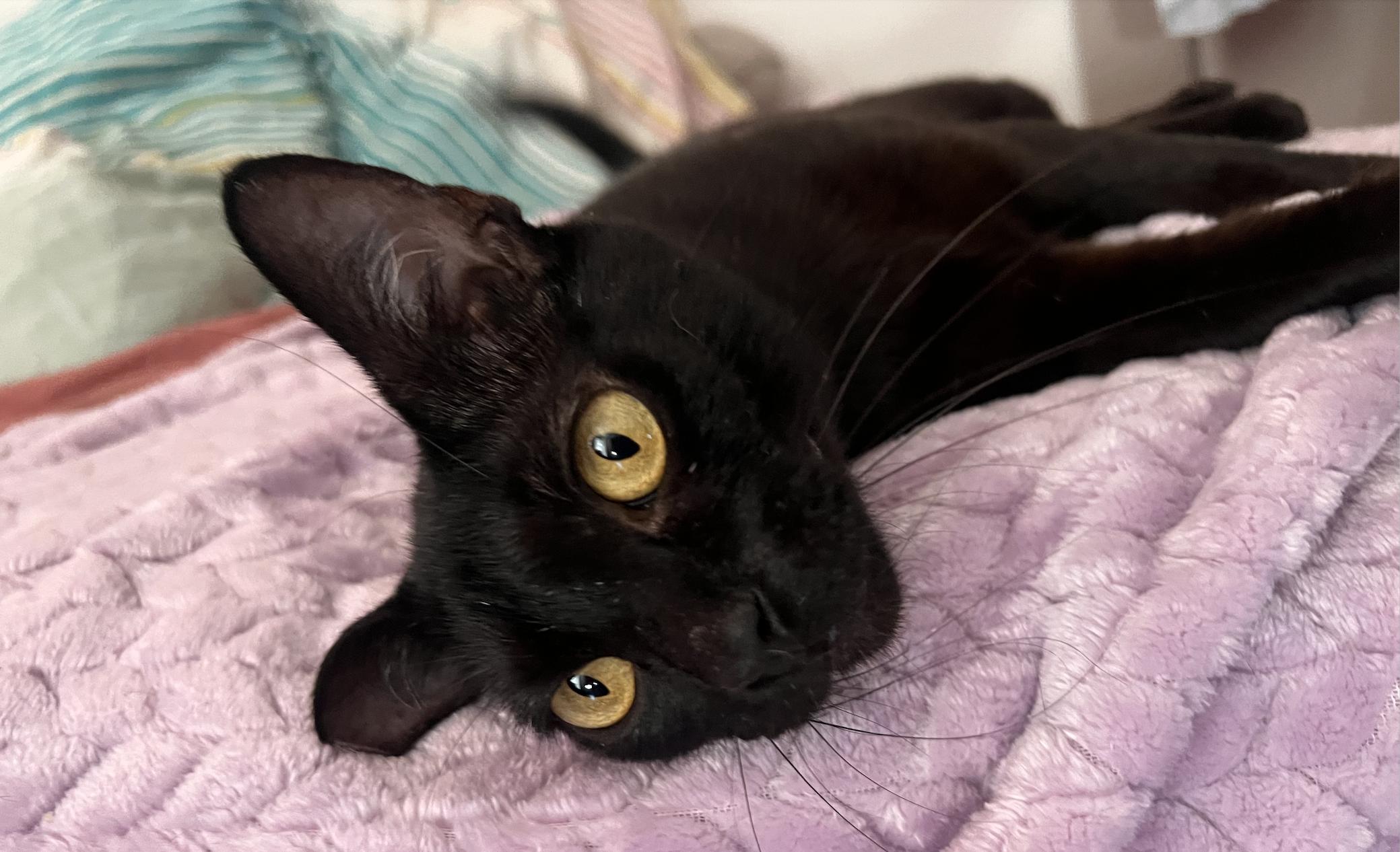 Enlarge Ashlyn, a Adoptable Domestic Short Hair in Pacific Palisades, CA image 4/6