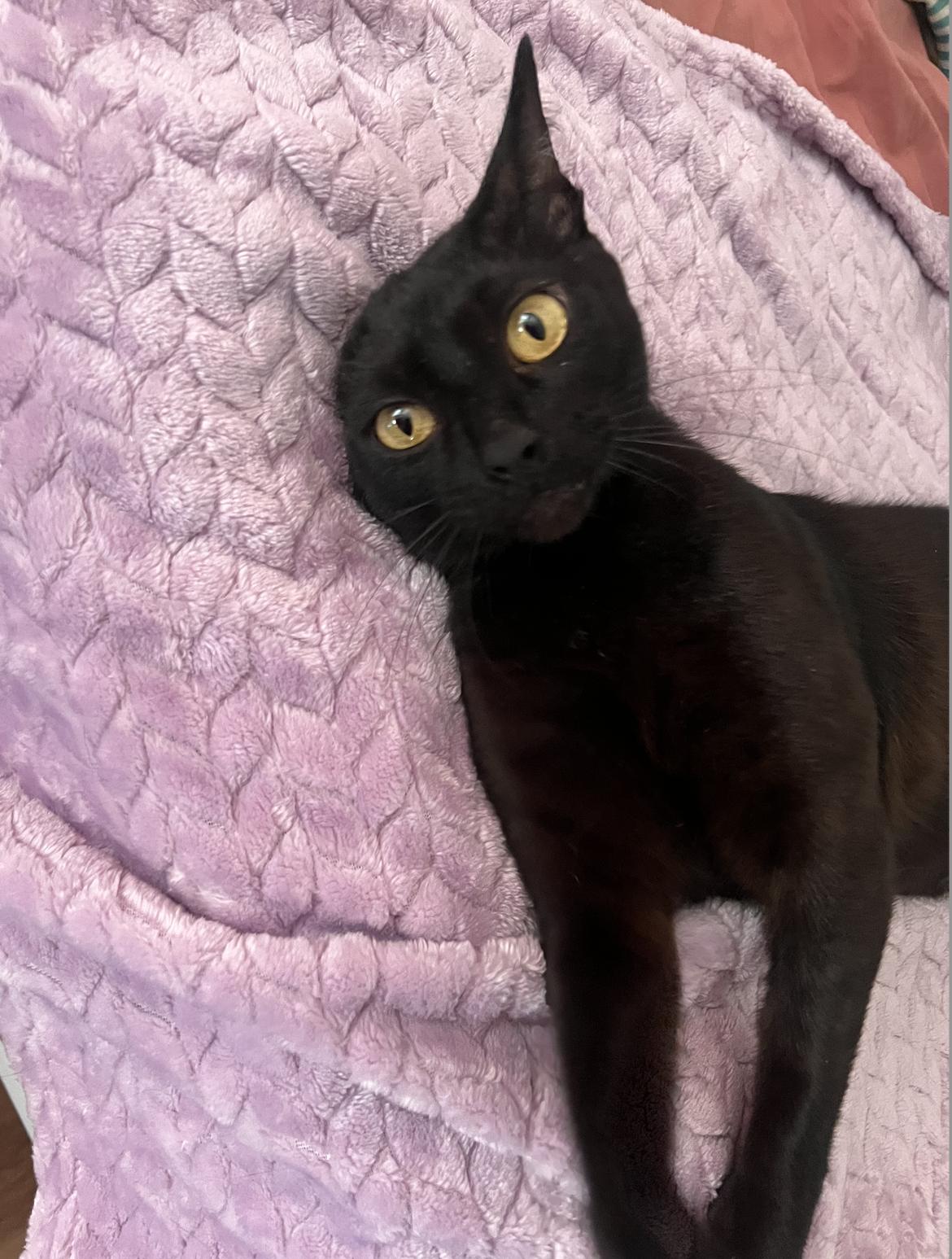 Enlarge Ashlyn, a Adoptable Domestic Short Hair in Pacific Palisades, CA image 3/6