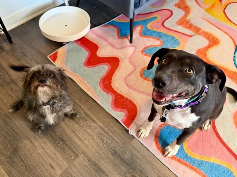 Toasty Buttercup the Cozy Couch Princess