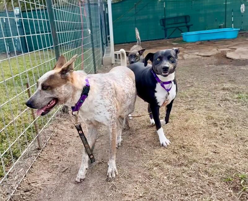 Toasty Buttercup the Cozy Couch Princess — thumbnail 5