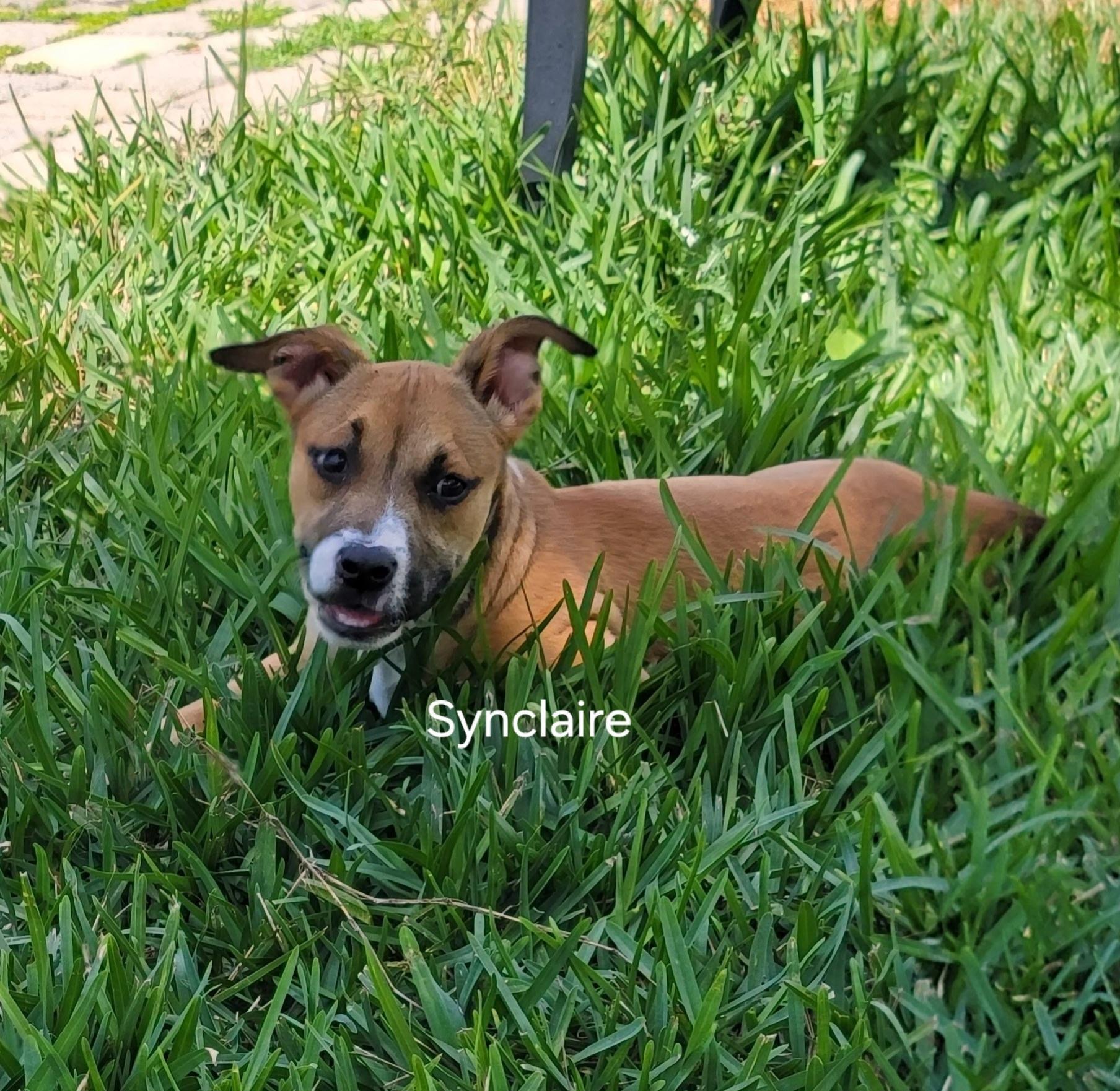 Synclaire , a ADOPTABLE mixed breed in St. Augustine, FL image 5/5