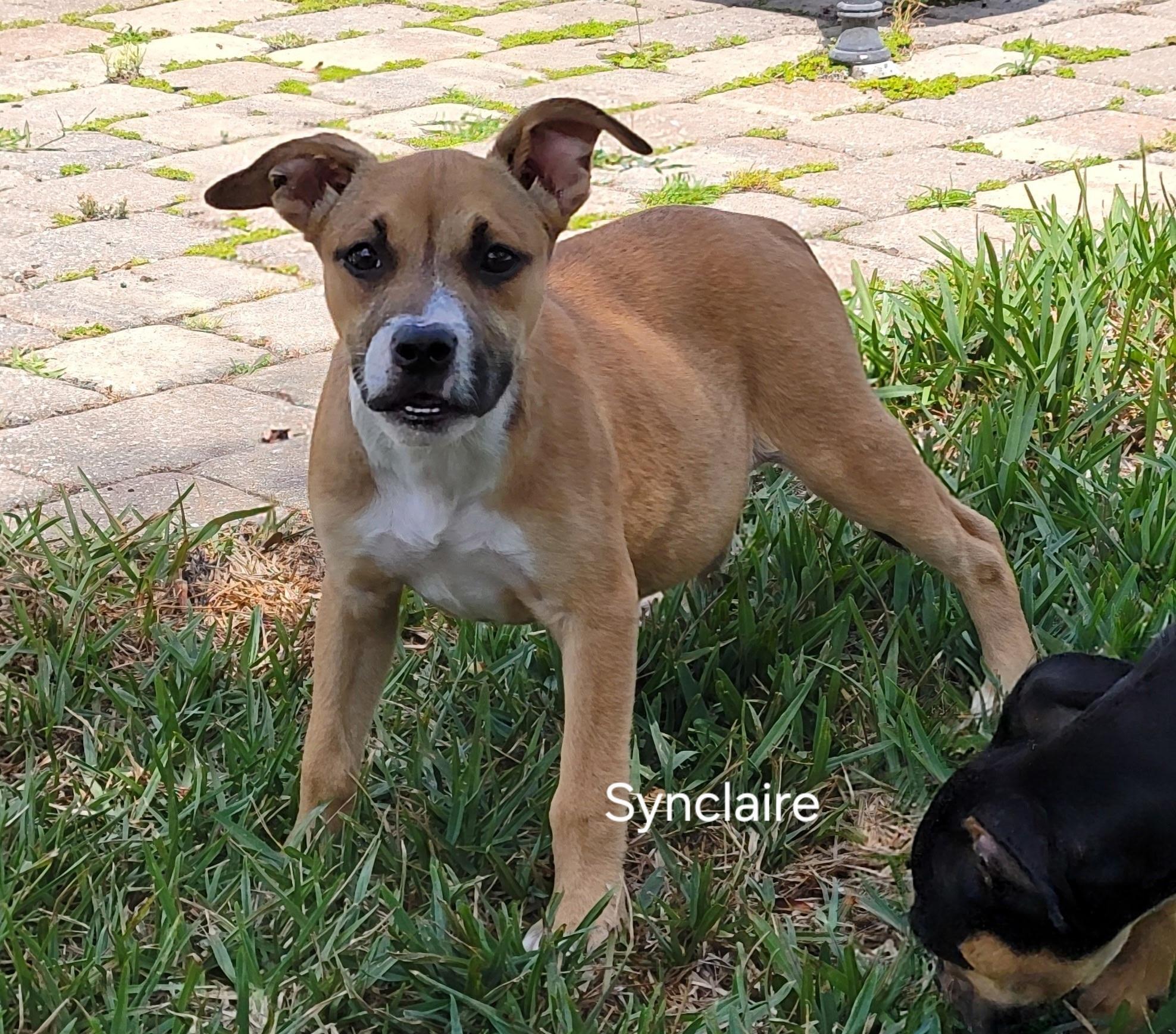 Synclaire , a ADOPTABLE mixed breed in St. Augustine, FL image 3/5