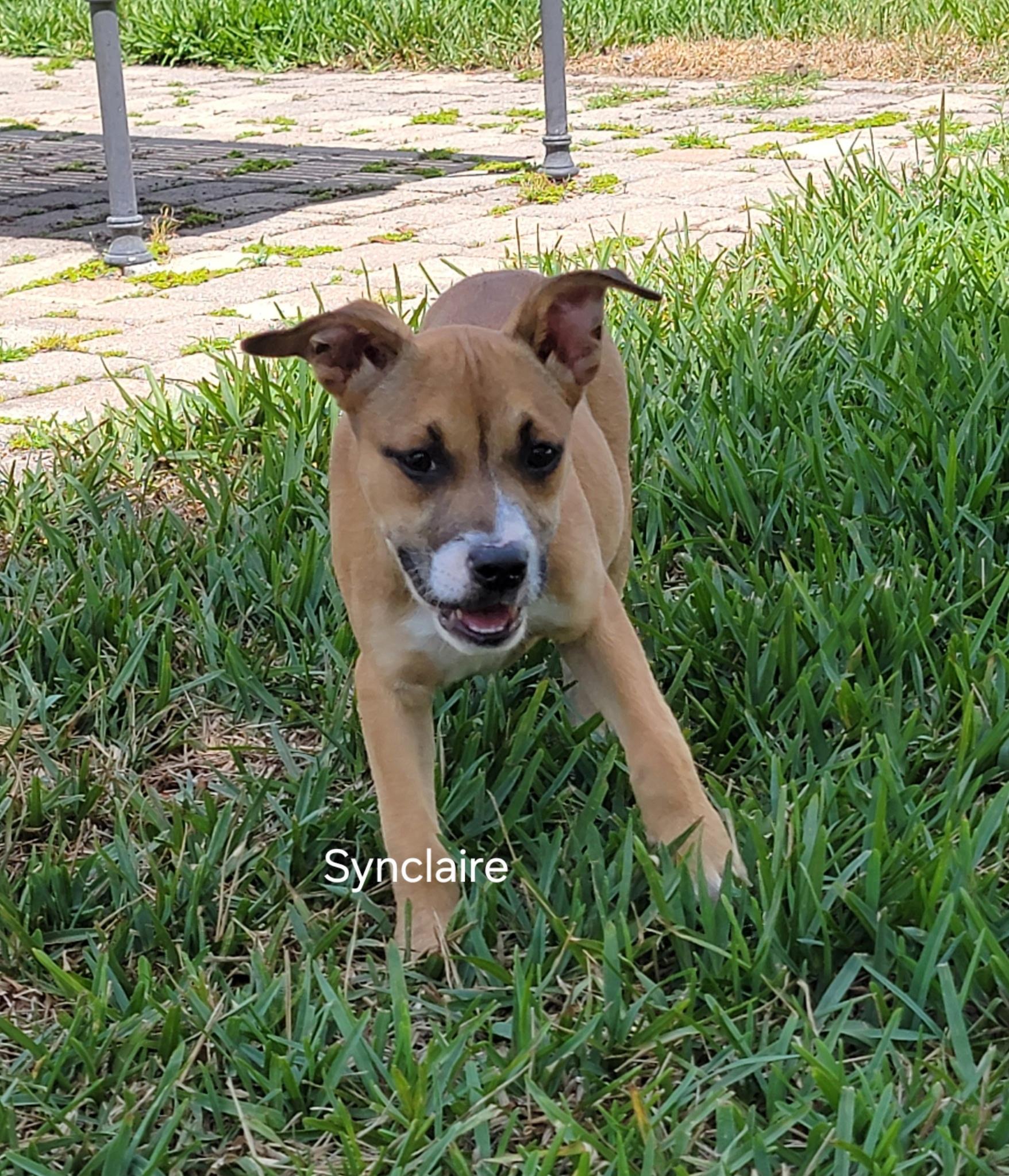 Synclaire , a ADOPTABLE mixed breed in St. Augustine, FL image 4/5