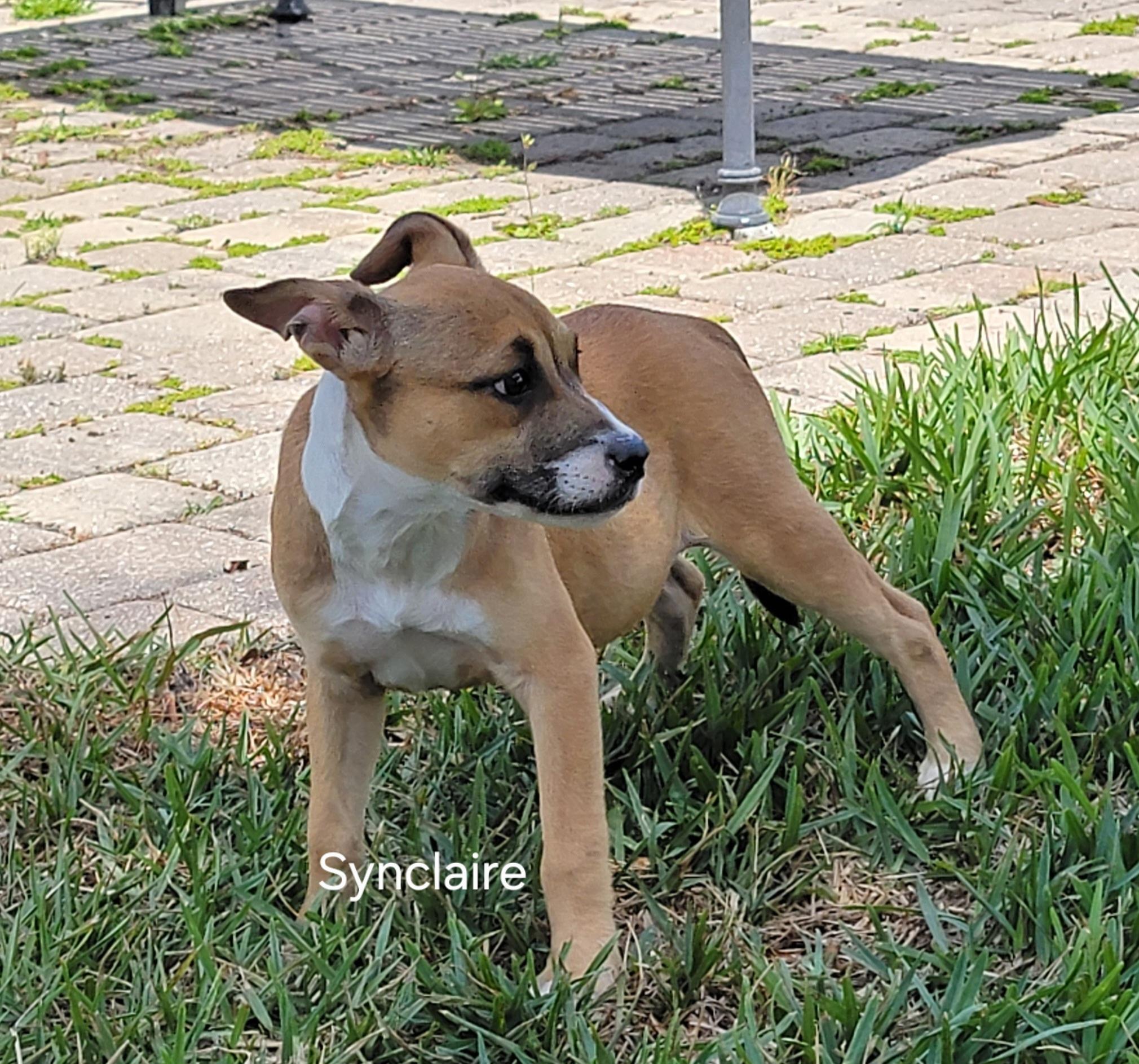 Synclaire , ADOPTABLE, Puppy Female Mixed Breed.