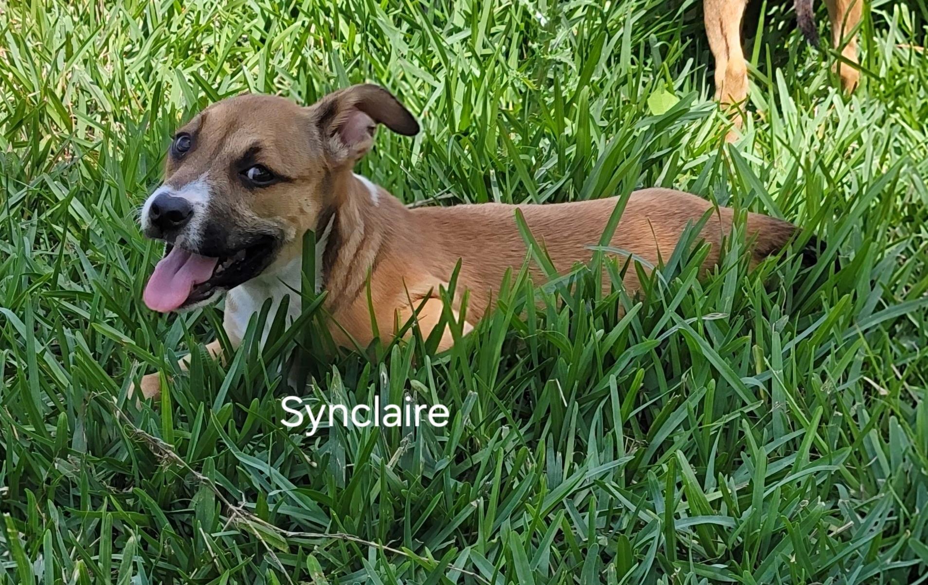 Synclaire , a ADOPTABLE mixed breed in St. Augustine, FL image 2/5