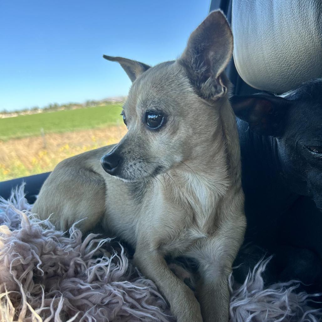 Mouse, a Adoptable Chihuahua in Sonoma, CA image 1/2