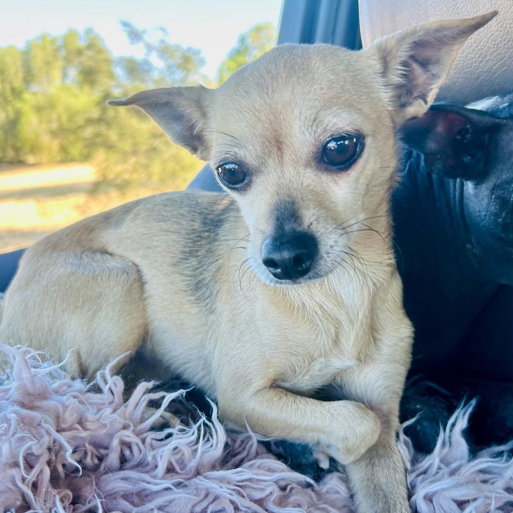 Mouse, a Adoptable Chihuahua in Sonoma, CA image 2/2