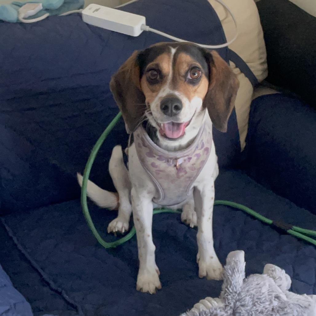 Waffles, Adoptable, Adult Female Beagle.
