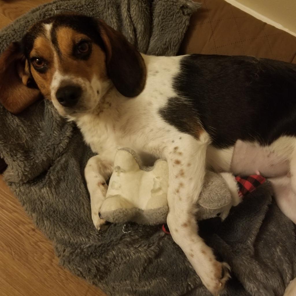 Enlarge Waffles, a Adoptable Beagle in Staten Island, NY image 2/6