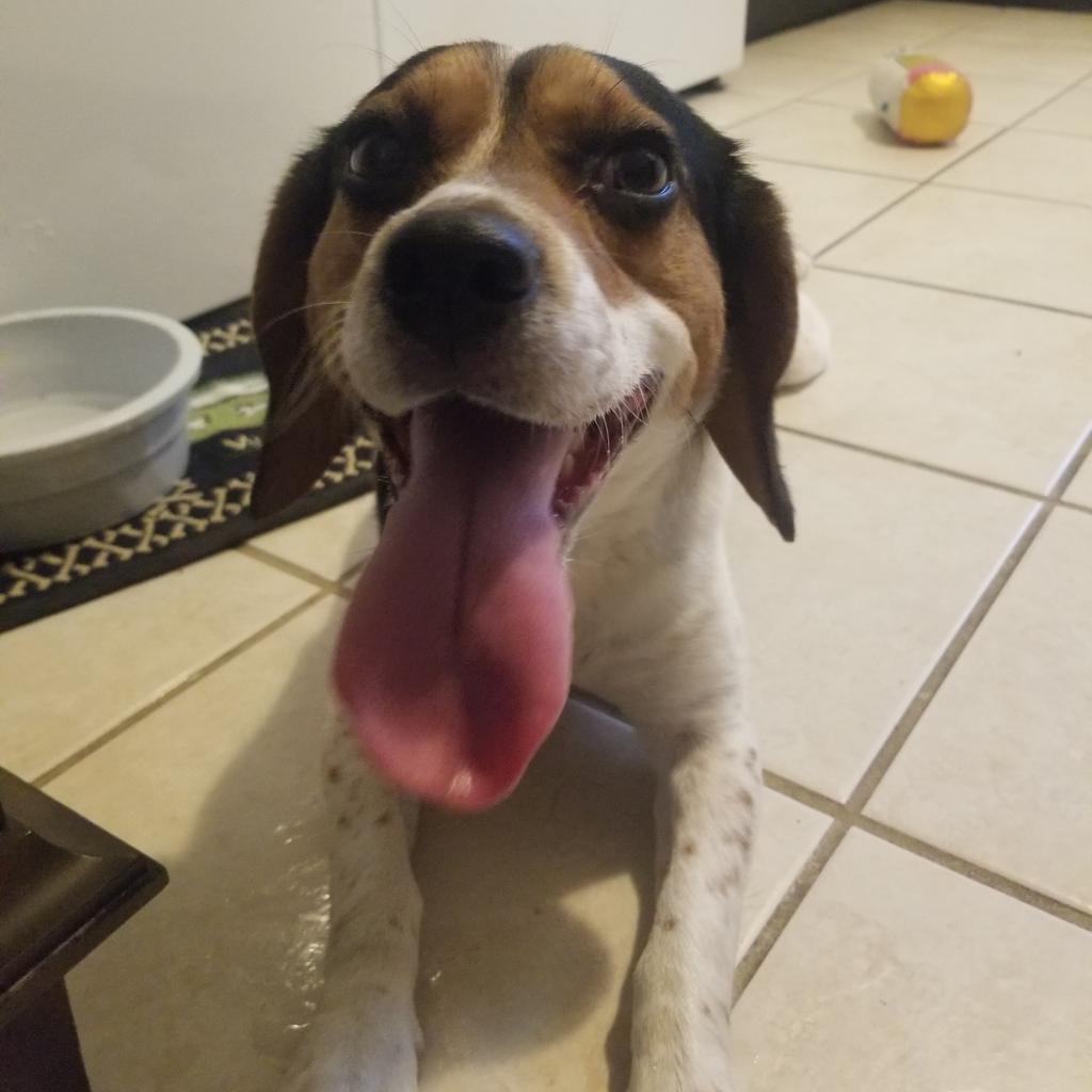 Enlarge Waffles, a Adoptable Beagle in Staten Island, NY image 3/6