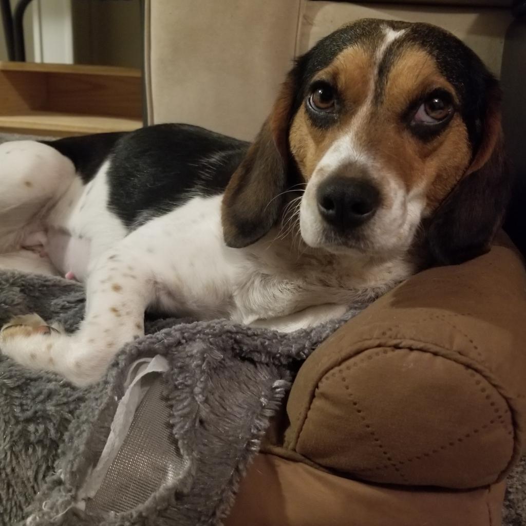 Enlarge Waffles, a Adoptable Beagle in Staten Island, NY image 4/6