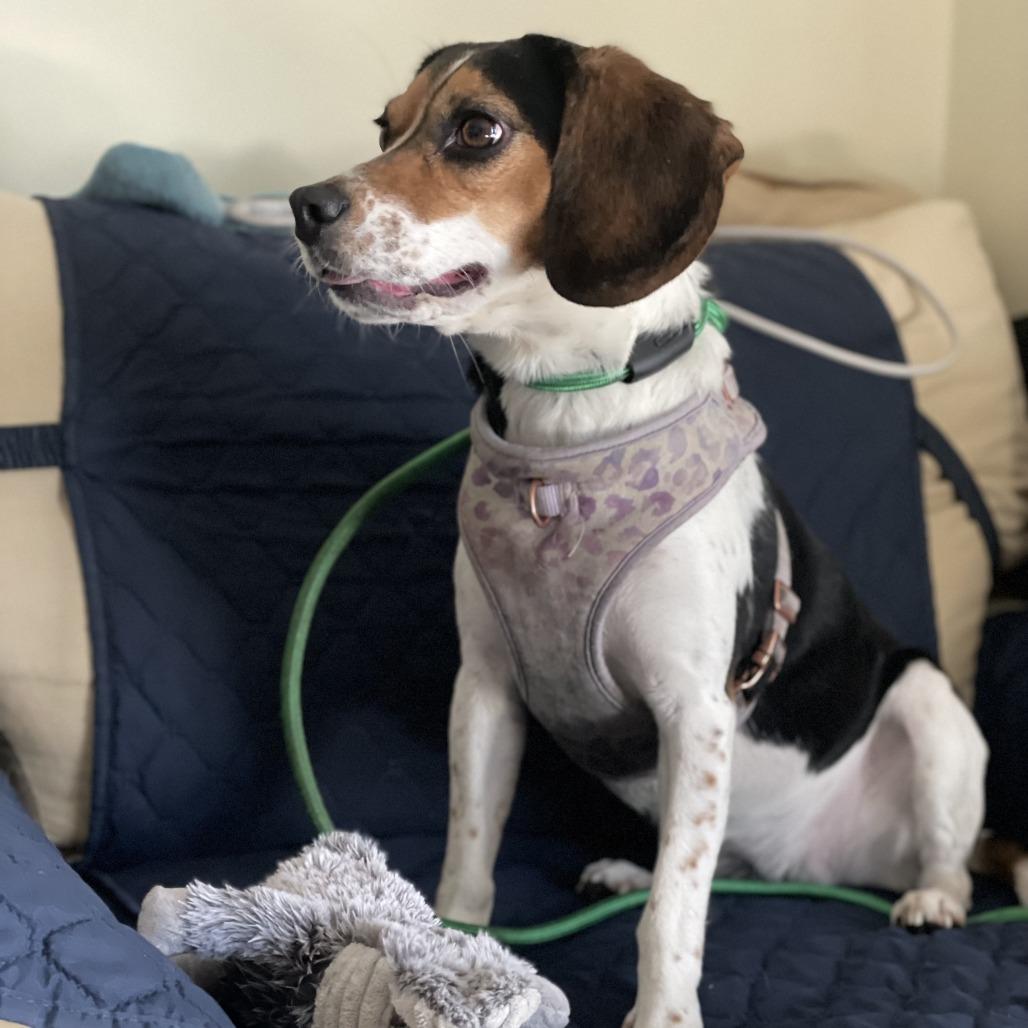Enlarge Waffles, a Adoptable Beagle in Staten Island, NY image 5/6