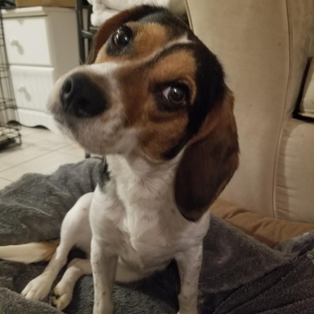 Enlarge Waffles, a Adoptable Beagle in Staten Island, NY image 6/6