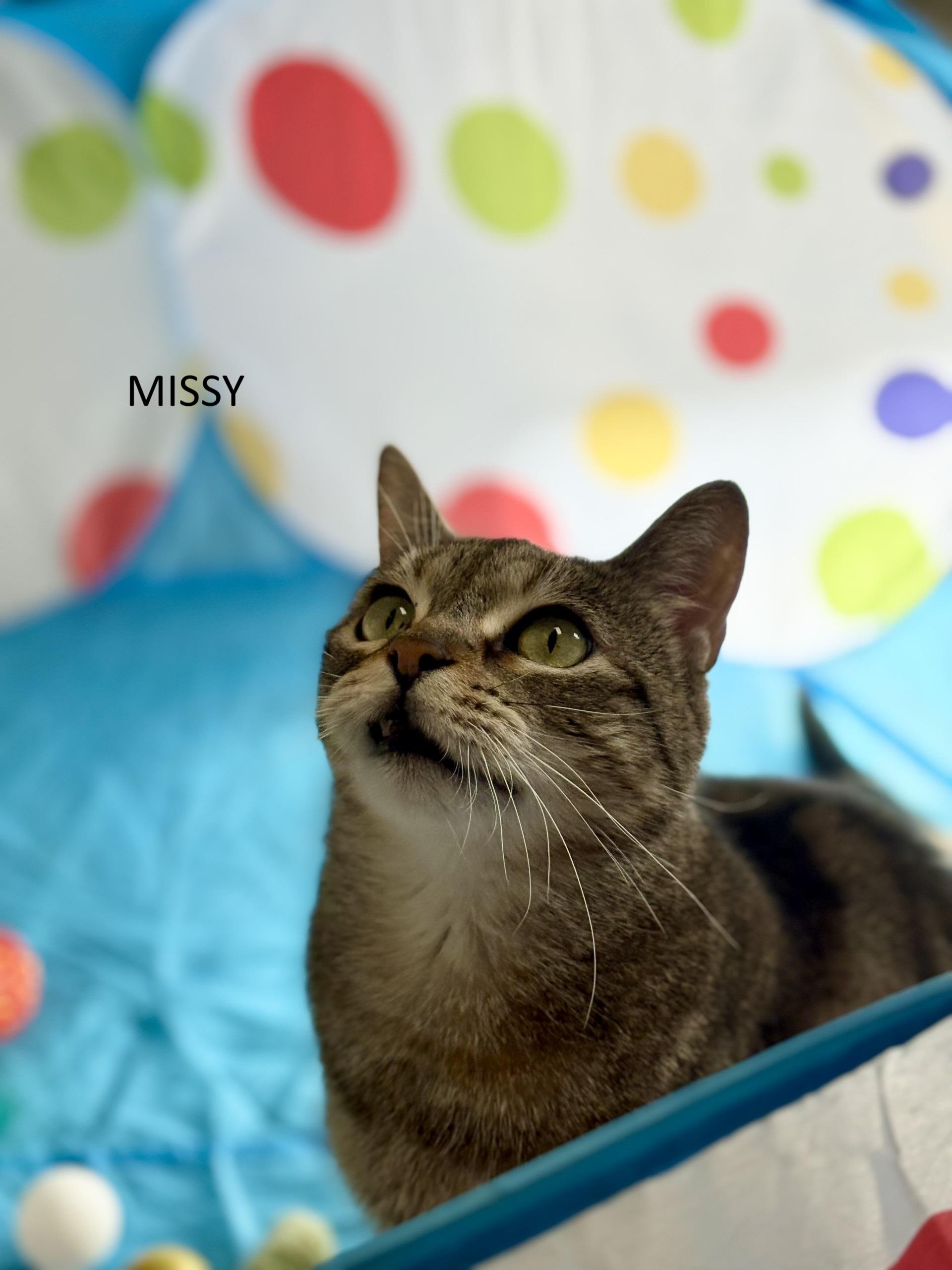 Missy, Adoptable, Senior Female Domestic Short Hair.