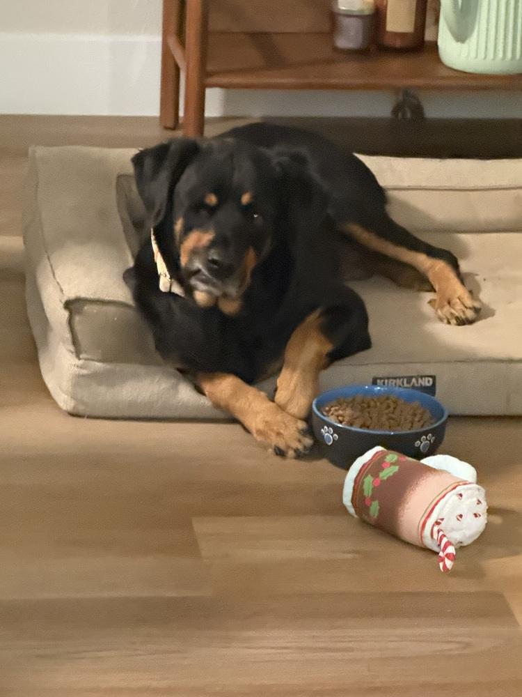 Matilda, Adoptable, Adult Female Rottweiler.