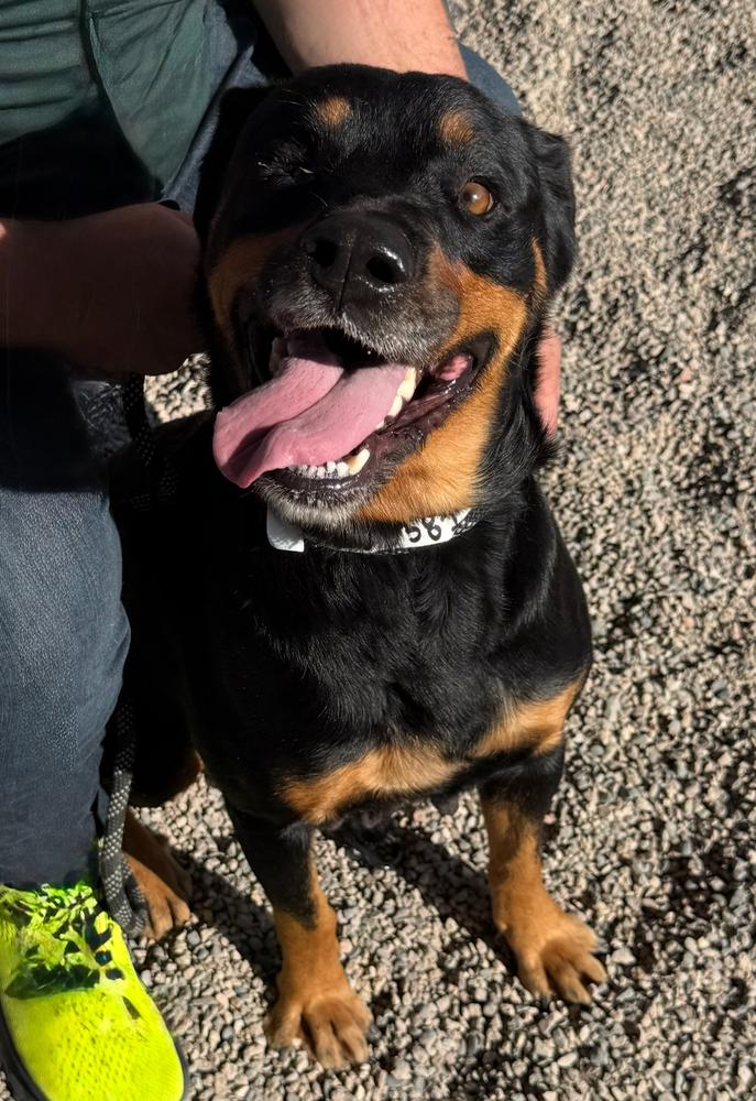 Matilda, a Adoptable Rottweiler in Gilbert, AZ image 2/3